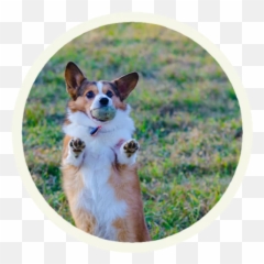 Sticker Maker - Corgi Catching Ball Emoji,Pembroke Welsh Corgi Emojis