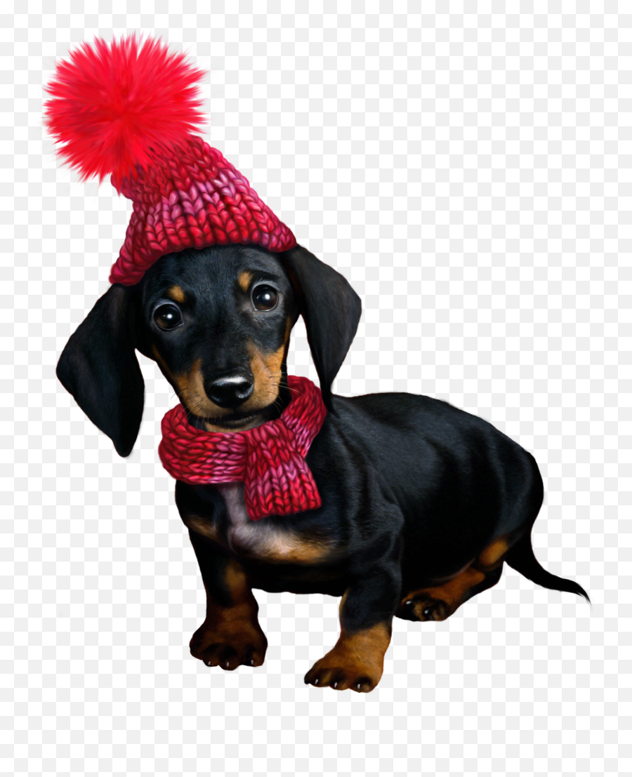 Dachshund Dog - Dog Clothes Emoji,Weenie Dog Emoji
