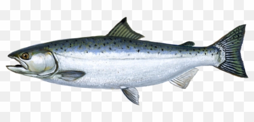 Paddle Board Rental Tampa Bay - Salmon Png Emoji,Emotion Spitfire Kayaks