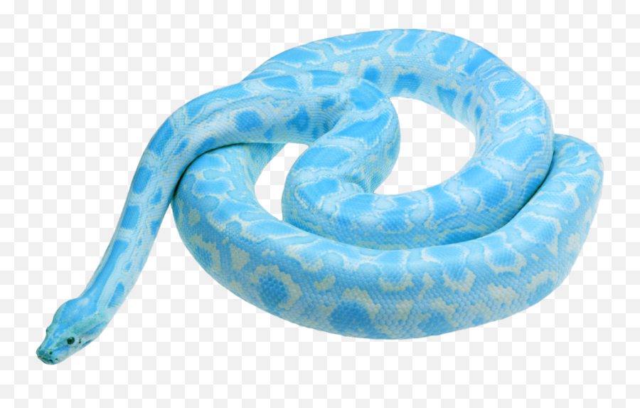 Discover Trending - Albino Granite Pied Burmese Python Emoji,Emoji Snake Streched Out