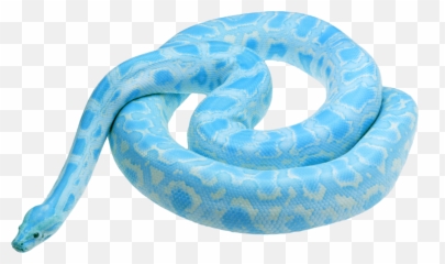 Discover Trending - Albino Granite Pied Burmese Python Emoji,Emoji Snake Streched Out
