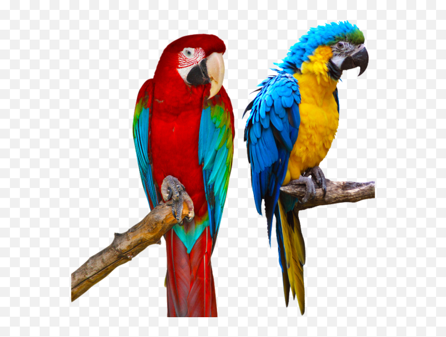 Parrotts Psd Official Psds Emoji,Spinning Parrot Emoji