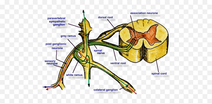 Neurons The Nervous System Ii - Sk Tan Sri Ghazali Jawi Emoji,Sympathetic Emotion