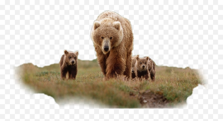 Ftestickers Baby Bear Cute Animal Sticker By Aras - Grizzly Bear Emoji,Baby Bear Emoji