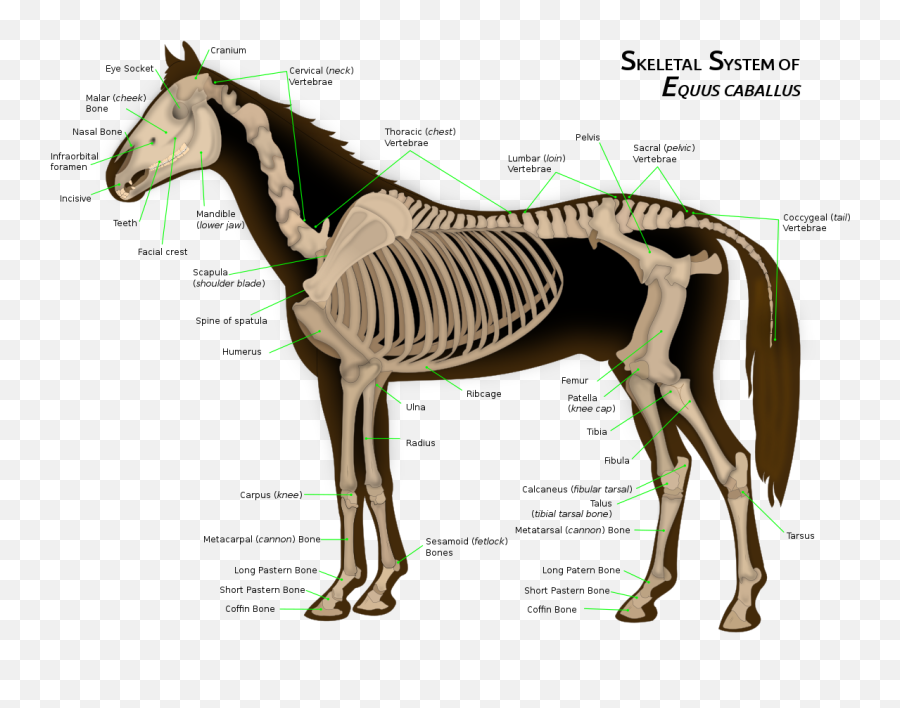 Limbs Of The Horse - Many Legs Does Horse Have Emoji,Raise Your Donger Emoji