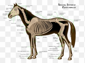 Limbs Of The Horse - Many Legs Does Horse Have Emoji,Raise Your Donger Emoji
