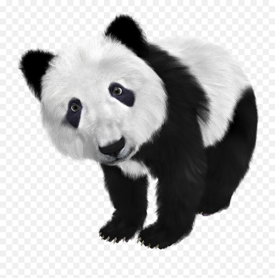 Panda Panda Baby China Toon Public Domain Image - Freeimg Bear Is Black And White Emoji,Emoji Black China