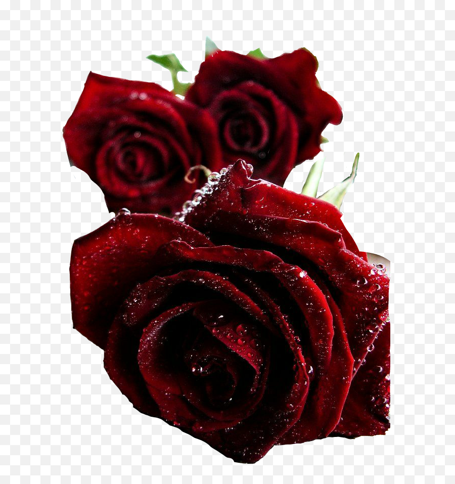 Rosas Sticker By Cathaysa Solitaria Rosa Roja - Dark Red Rose Png Transparent Emoji,Flores Rosadas De Emojis