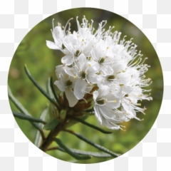 Greenland Moss Essential Oil - Labrador Tea Emoji,Abelia Sweet Emotion Eden