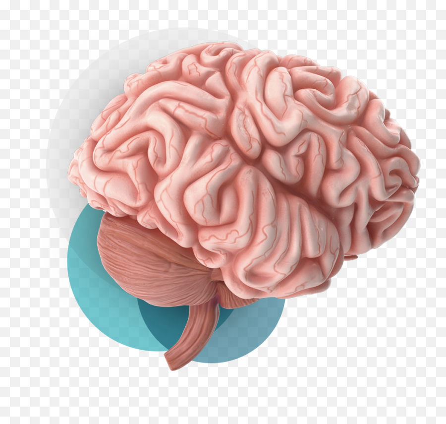 Comprehensive Neurological Solutions Louisiana Doctors - Brain Emoji,Part Of The Brain Controls Emotion