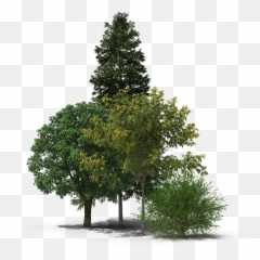 National Geographic - Tree Emoji,Emotion Art Trees