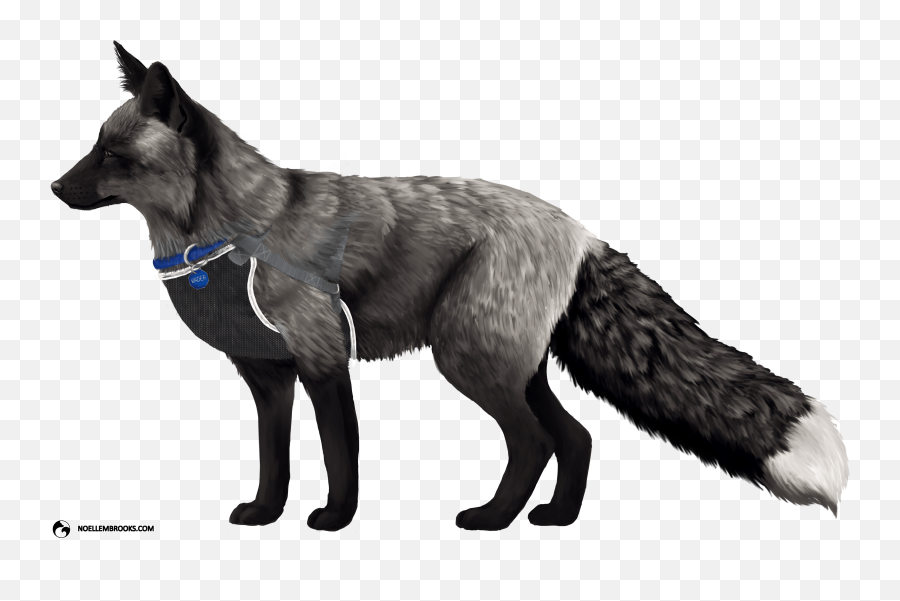 The History Of Fox Domestication At - Silver Fox No Background Emoji,Dog Emotion Committed To Human Pig