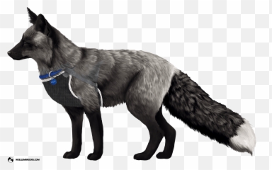 The History Of Fox Domestication At - Silver Fox No Background Emoji,Dog Emotion Committed To Human Pig