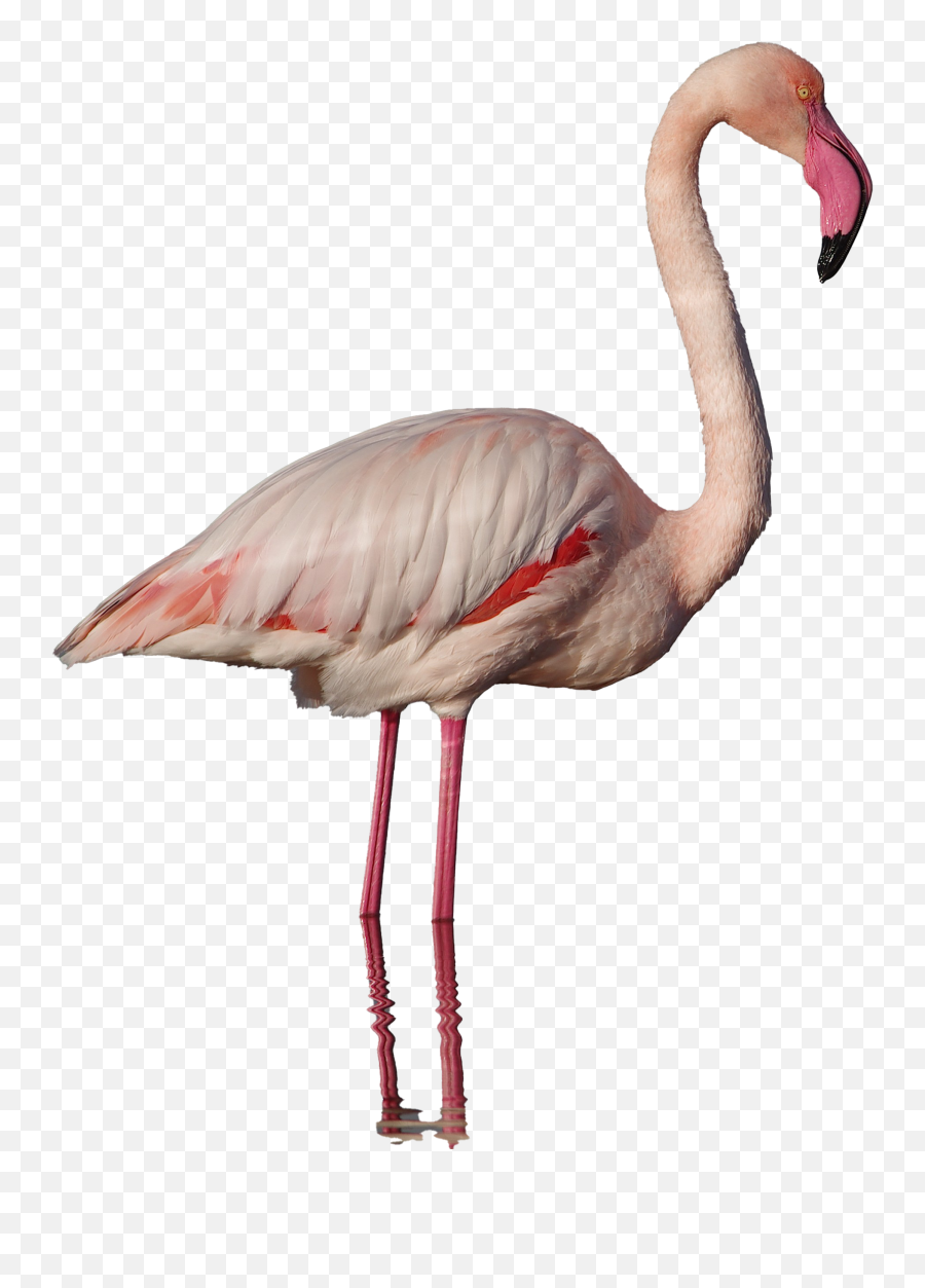 Pink Flamingo Png Real Transparent Png - Real Pink Flamingo Png Emoji,Flamongo Emoji