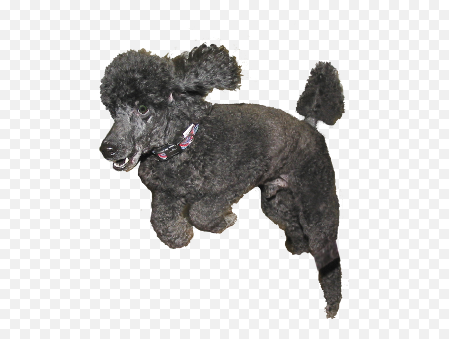 Poodle Psd Official Psds Emoji,Poodle Emojis