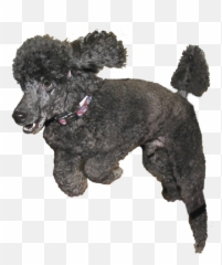 Poodle Psd Official Psds Emoji,Poodle Emojis