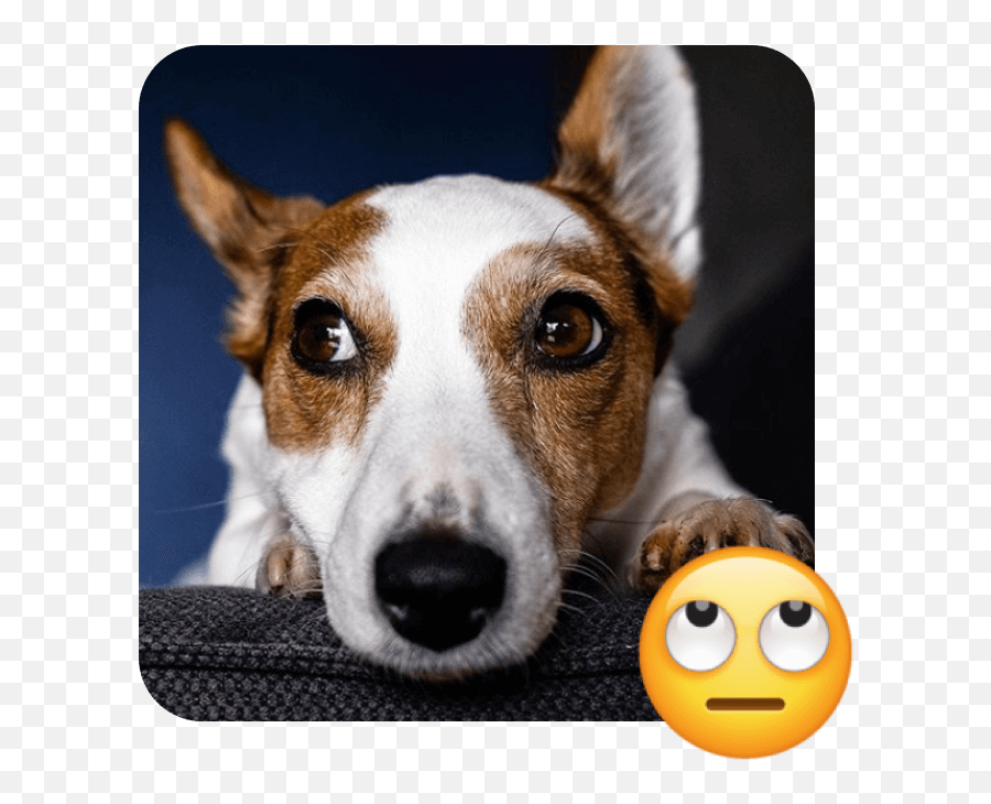 These 20 Doggies Are Totally Ready For World Emoji Day - Happy,Emoji Ideas