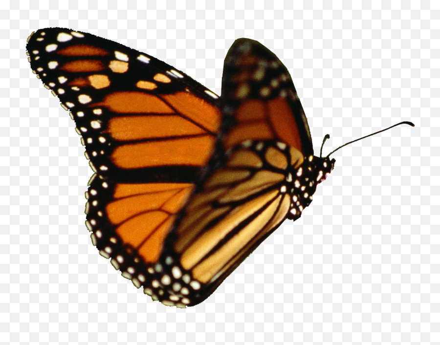 Butterfly Gifs - Realistic Monarch Butterfly Clipart Emoji,Emoticon Bergerak Lucu Gif