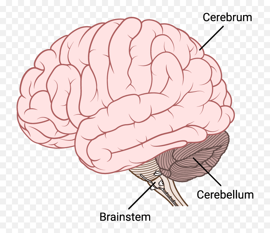 Imotions - Brain Emoji,Egi Emotion