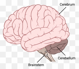 Imotions - Brain Emoji,Egi Emotion