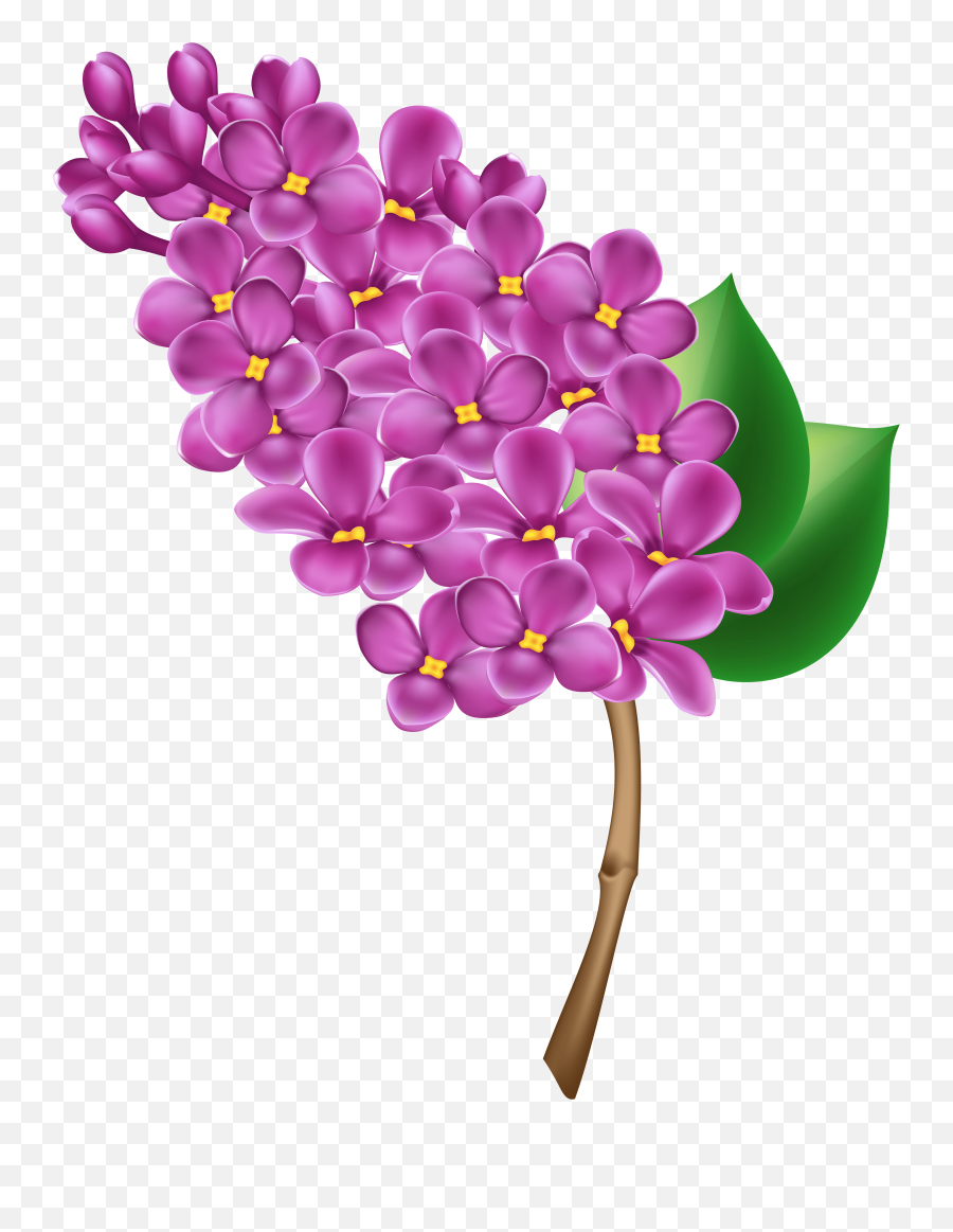 Lilac Png U0026 Free Lilacpng Transparent Images 10168 - Pngio Lilac Flower Clipart Emoji,Dragonborn Emoticon