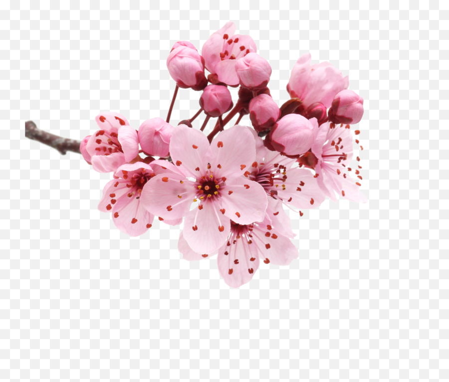 Cherry Blossom Transparent Free - Flower Cherry Blossoms Png Emoji,Sakura Flower Emoticon