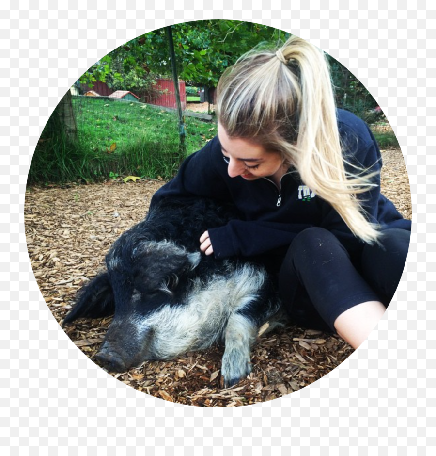 The Power Of Animal Sanctuaries - Wildlife Biologist Emoji,Dog Emotion Committed To Human Pig