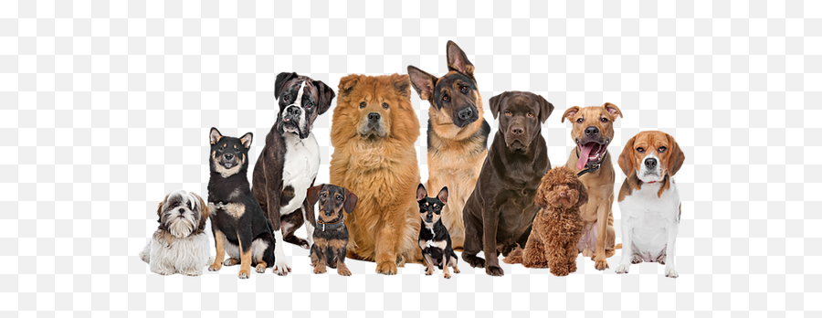 Front Door Dog Training Llc - 12 Dog Emoji,Showing Emotion In Front Of Your Dog