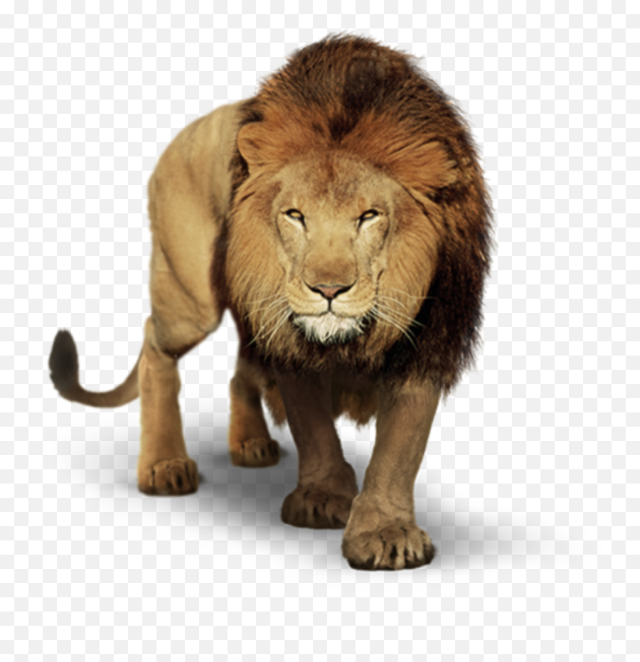Popular And Trending Lion Stickers - Transparent Background Lion Png Emoji,Lion Of Judah Emoji