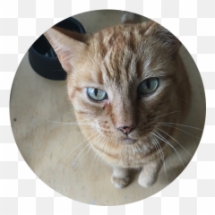 The Team - Feed The Floof Emoji,Tabby Emojis Transparent