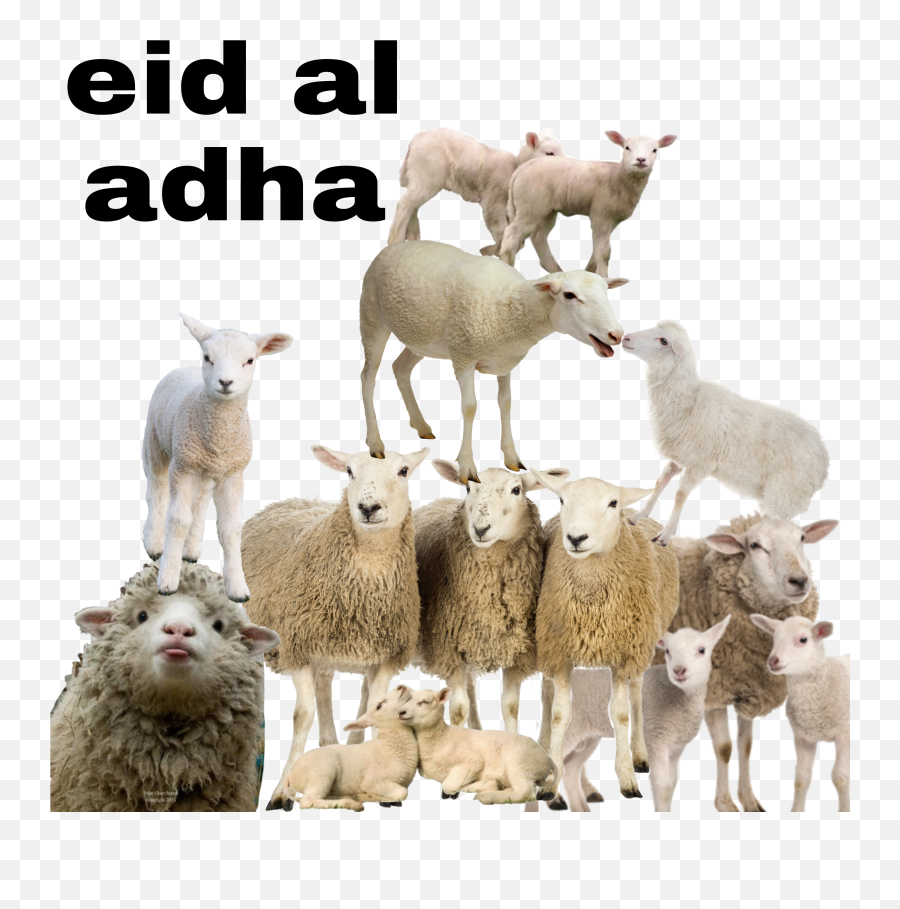 Eid Freetoedit Eid Al Adha Sticker By L1nasayouti Emoji,Emoji Of Sheeps