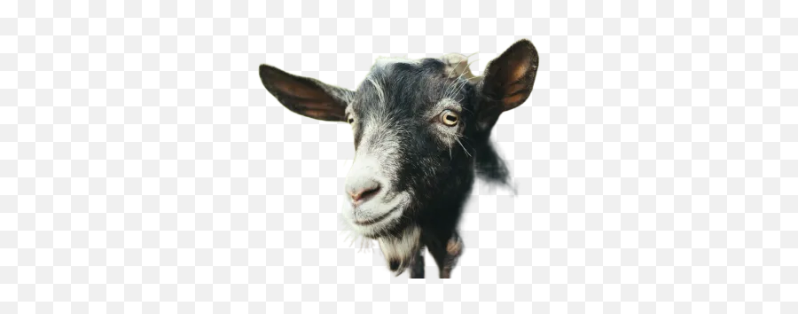 Low - Angle Photo Of Highrise Building Transparent Image Emoji,Gaot Emoji