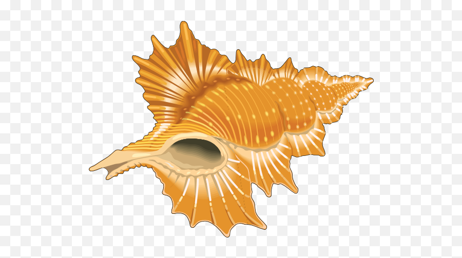 Seashell Shell Clip Art Black And White Sea Shell Clipart - Sea Shell Vector Png Emoji,Conch Shell Emoji