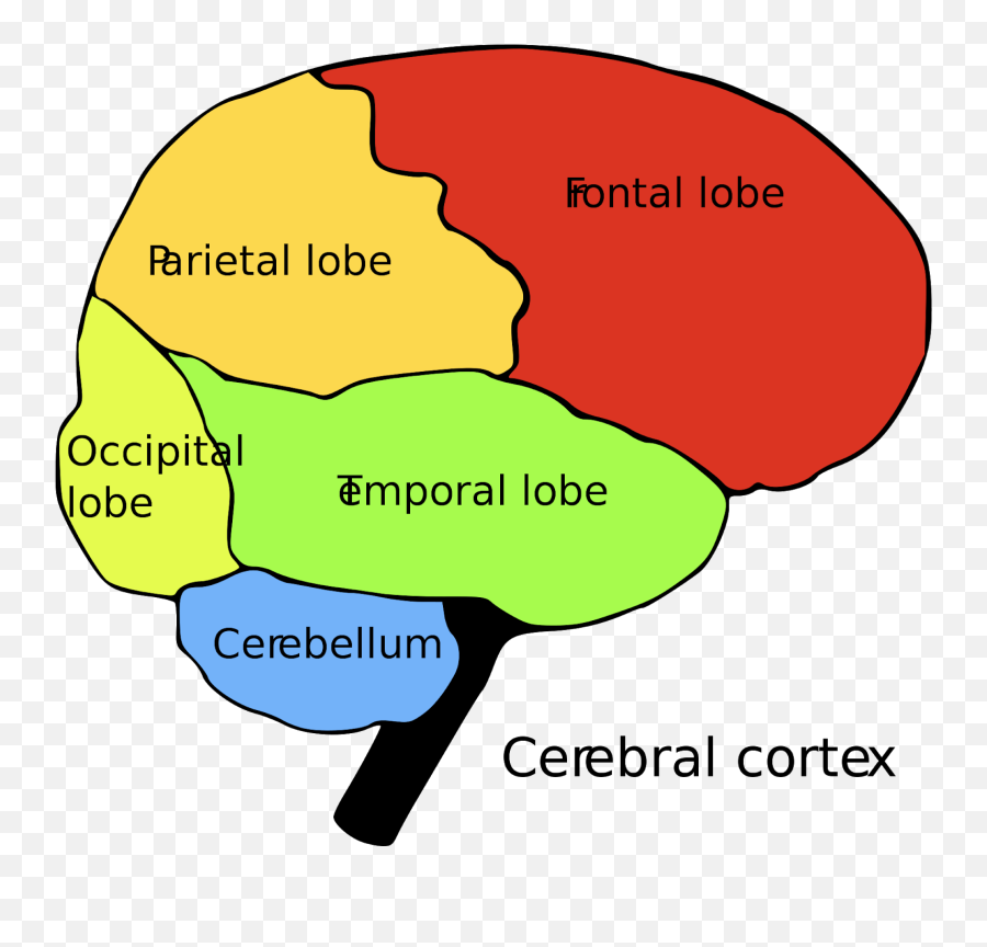The Human Brain Is The Central Command - Brain Cns And Pns Emoji,Amygdala Emotions
