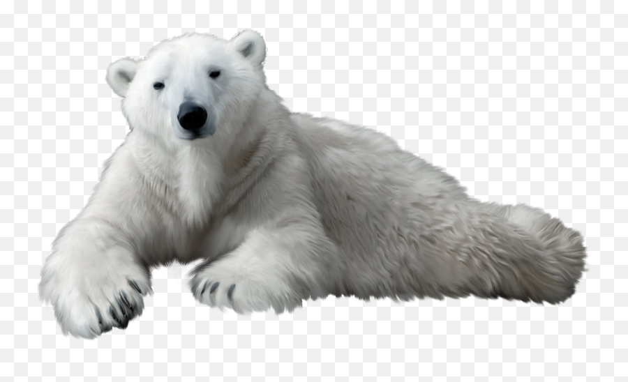 Face Clipart Polar Bear Face Polar - Polar Bear Clear Background Emoji,Ice Bear Showing Emotion