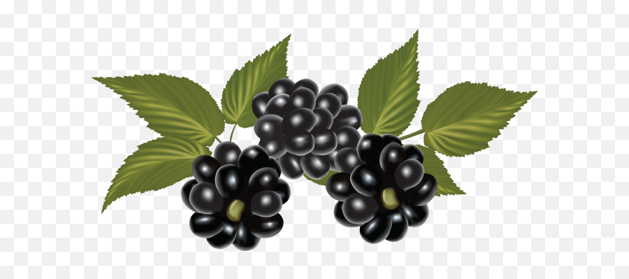 Colors 221e1f - Free Png Images Starpng Blackberry Clip Art Emoji,Blackberry Emoji