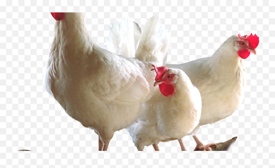 Imagem De Galinha Png Para Baixar - Broiler Chicken Png Emoji,Imagens De Pets [emojis ...]