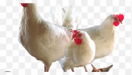 Imagem De Galinha Png Para Baixar - Broiler Chicken Png Emoji,Imagens De Pets [emojis ...]