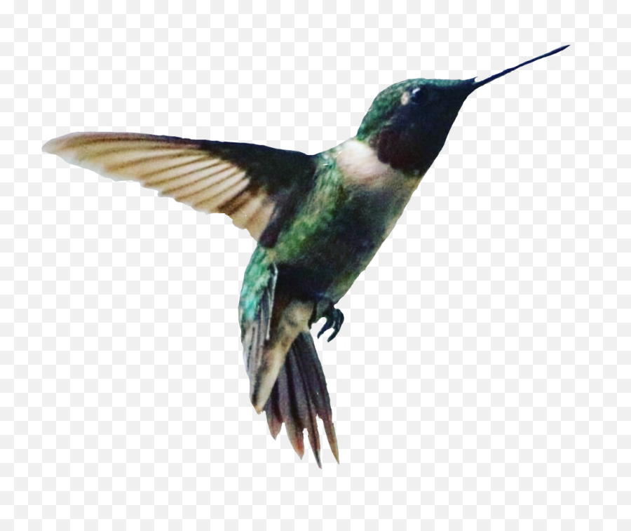 Hummingbird Sticker - Hummingbird Emoji,Hummingbird Emoji