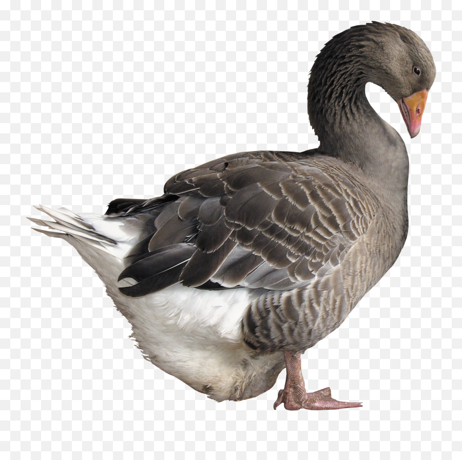 Goose Clipart Face Goose Face Transparent Free For Download - Goose Png Emoji,Silly Goose Emoji