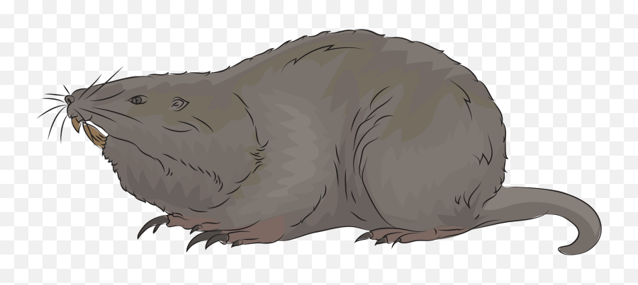 Gopher Clipart Free Download Transparent Png Creazilla - Rat Emoji,Capybara Emoji