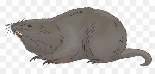 Gopher Clipart Free Download Transparent Png Creazilla - Rat Emoji,Capybara Emoji