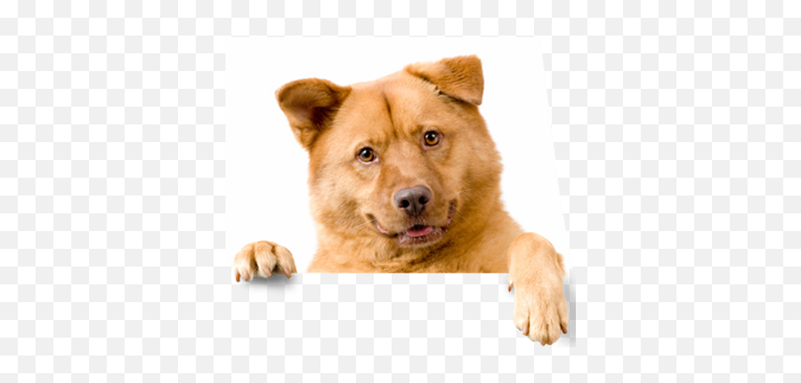 Front Door Dog Training Llc - Cat And Dog Transparent Emoji,Showing Emotion In Front Of Your Dog