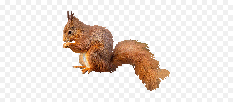 Squirrel Gifs - Animated Images Of This Cute Animal Rodent Emoji,Emojis Ardilla