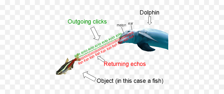 Bottlenose Dolphin Tursiops Truncatus Information And Facts Emoji,Work Emotion Deep Concave