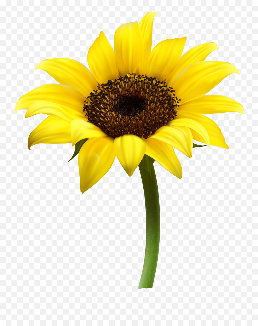 Aesthetic Sunflowers Transparent Background - Largest Sunflower Transparent Emoji,Sun Flower Emoji