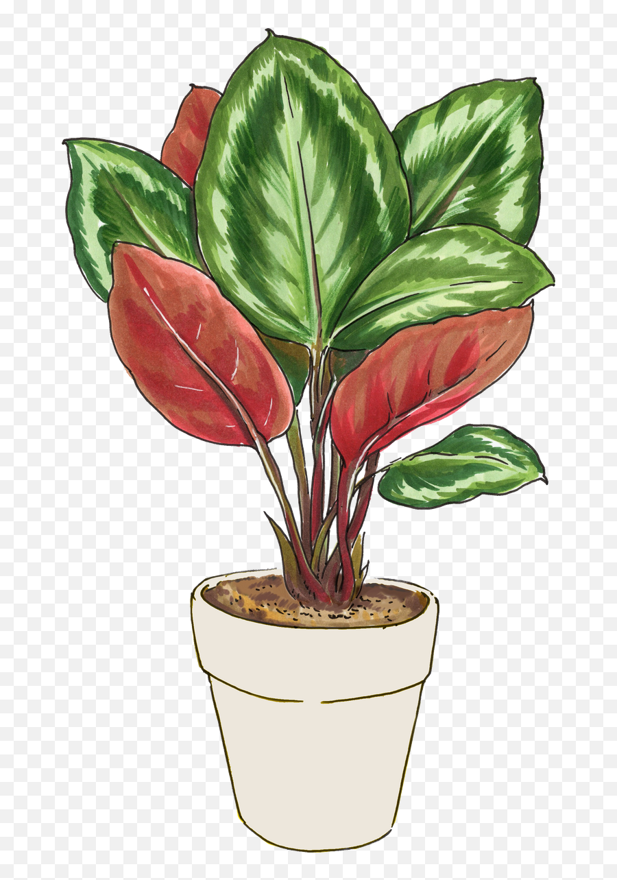 Tropical Plant Collection Plant Bundle For Delivery Emoji,Jungle Leaf Emoji