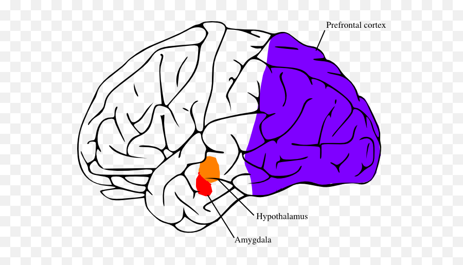 Hypothalamus - Brain Clip Art Emoji,Amygdala Emotions