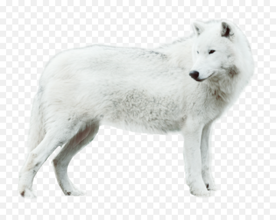 The Most Edited - Northern Breed Group Emoji,Emoticon Pensierosa