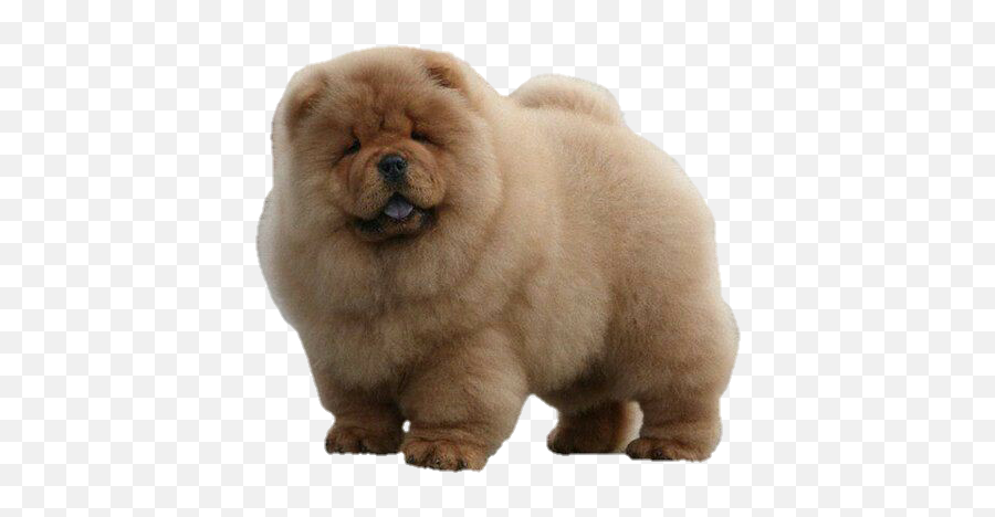 Dog Doggo Puppy Puppie Sticker - De Chow Chow Bebê Emoji,Chow Chow Emoji